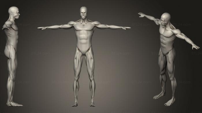 Anatomy of skeletons and skulls (Male Muscle, ANTM_1261) 3D models for cnc